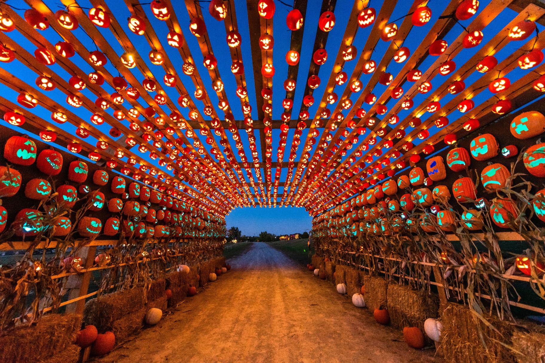 Tunnel of hundreds of glowing carved jack-o-lanterns at Pumpkins After Dark